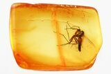 Detailed Fossil Fungus Gnat (Mycetophilidae) In Baltic Amber #346628-1